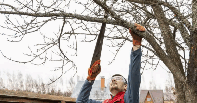 How to Choose the Best Tree Trim Services Near Me for a Healthier and Safer Landscape