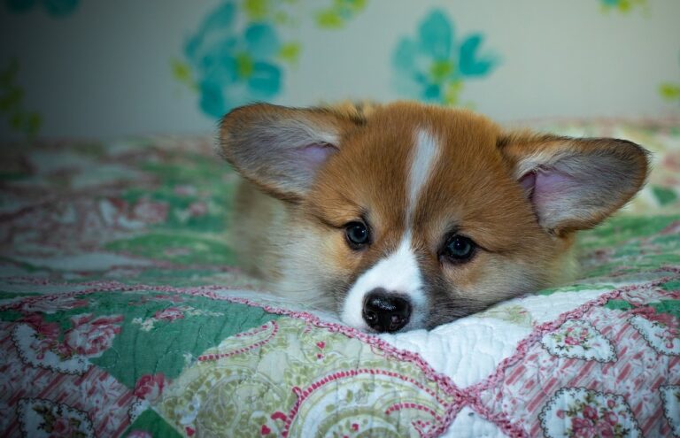 Gold365 ID Review: Features, Benefits, and How It Transforms Digital Identity Management